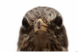 Fieldfare - Turdus pilaris